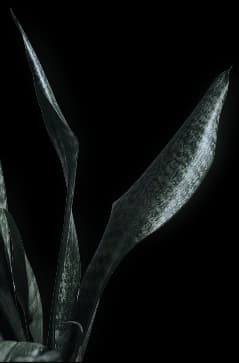 lower-leaf